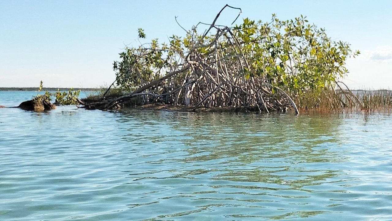 Photo of Others in Bacalar