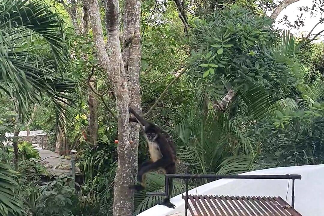 Photo of Outdoor in Xcaret