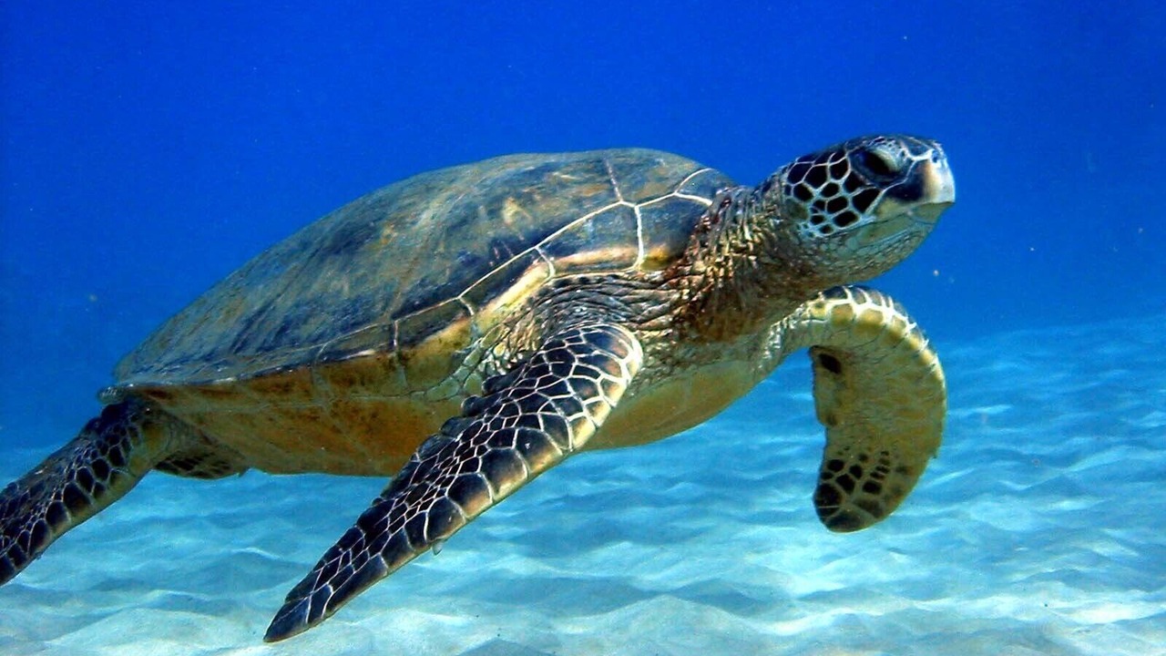 Photo of Others in Puerto Aventuras