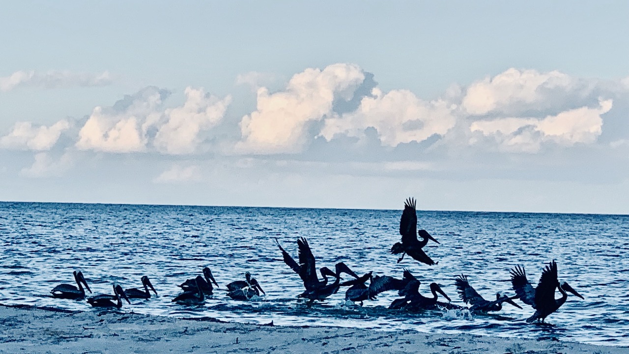 Photo of Others in Chacchoben