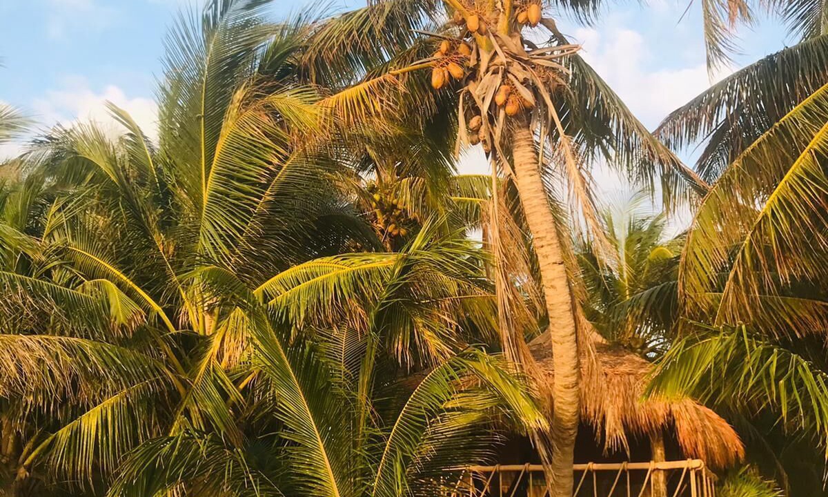 Photo of Outdoor in Chacchoben