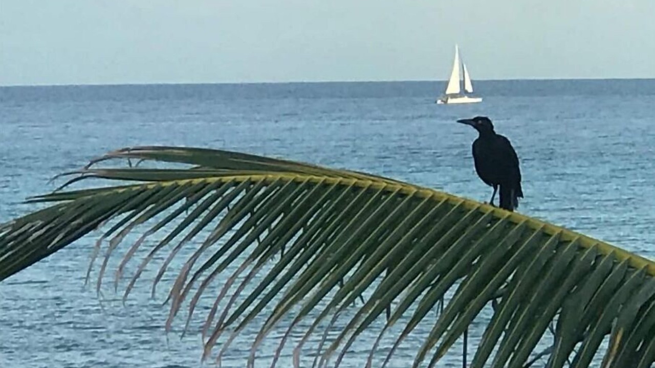 Photo of Others in Akumal