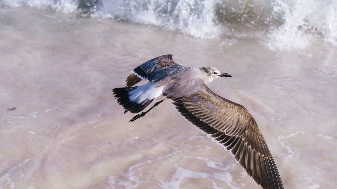 Photo of Others in Akumal