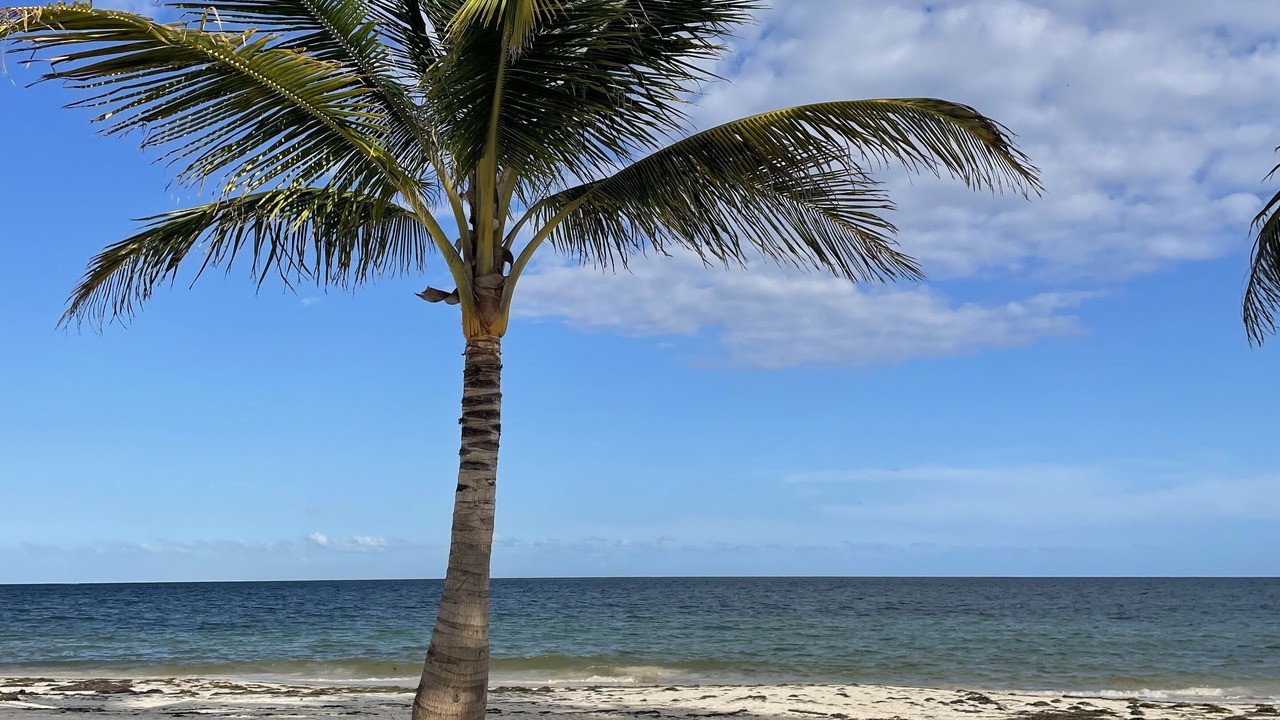 Photo of Others in Puerto Morelos