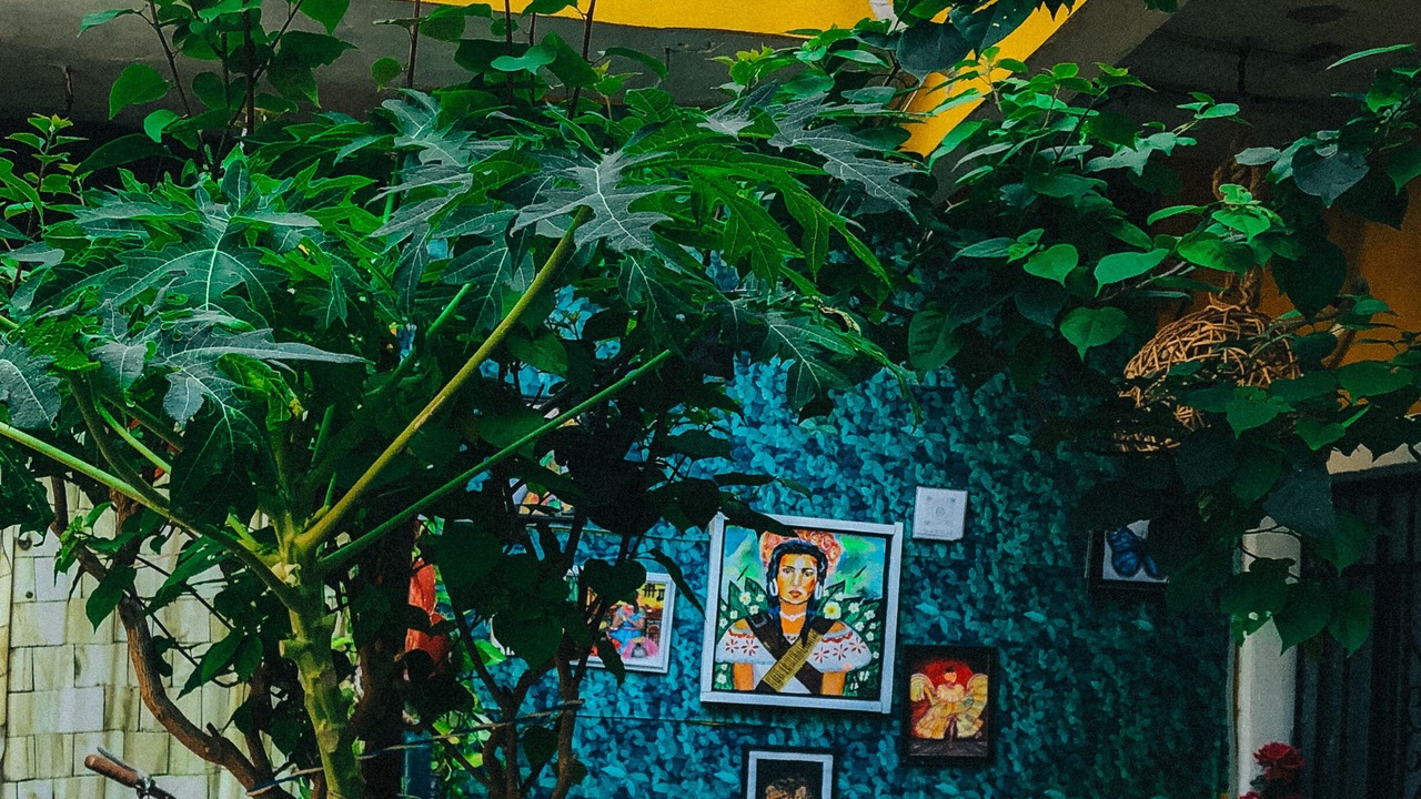 Photo of Patio Balcony in Luis Donaldo Colosio