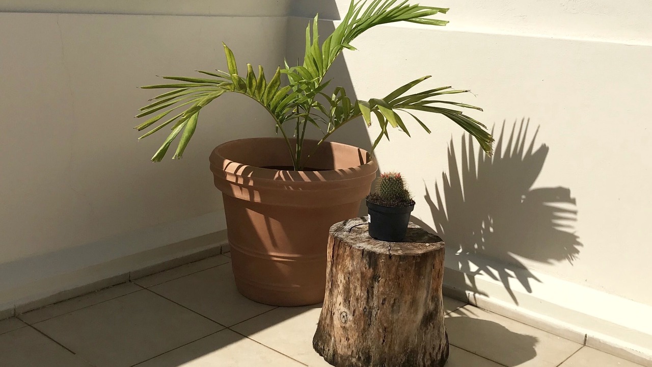 Photo of Outdoor in Downtown Cancun