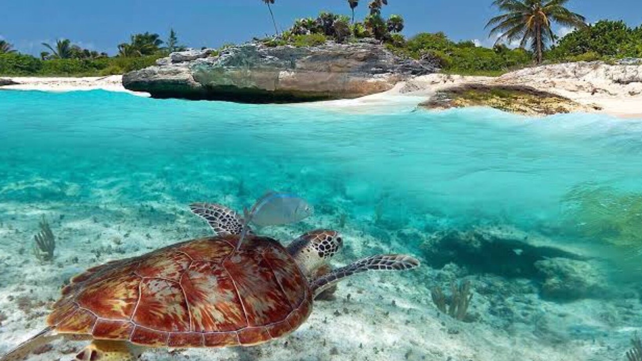 Photo of Others in Akumal