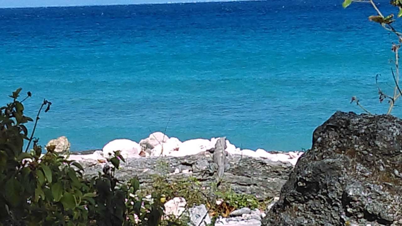 Photo of Others in Cozumel