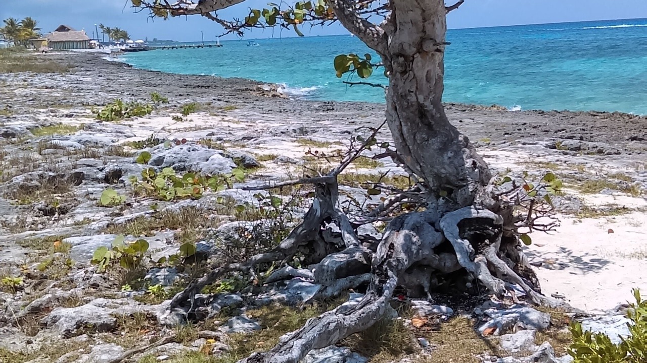 Photo of Others in Cozumel
