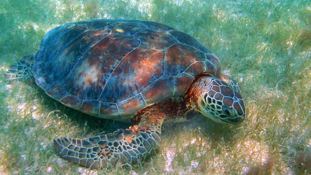Photo of Others in Soliman Bay