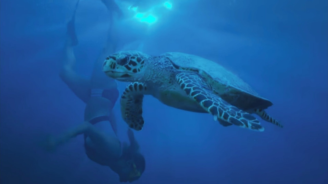 Photo of Others in Akumal