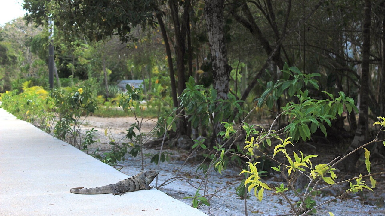 Photo of Outdoor in Akumal