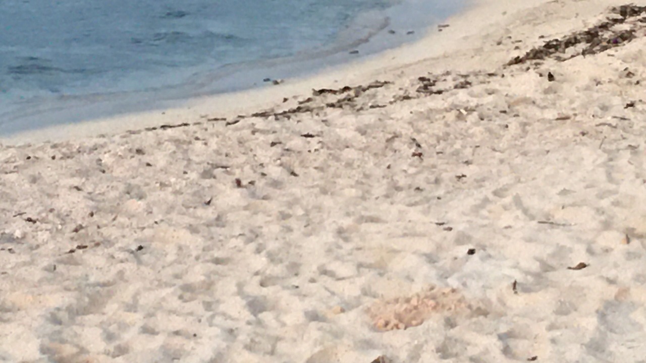 Photo of Others in Akumal