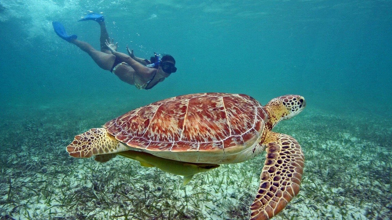 Photo of Others in Akumal