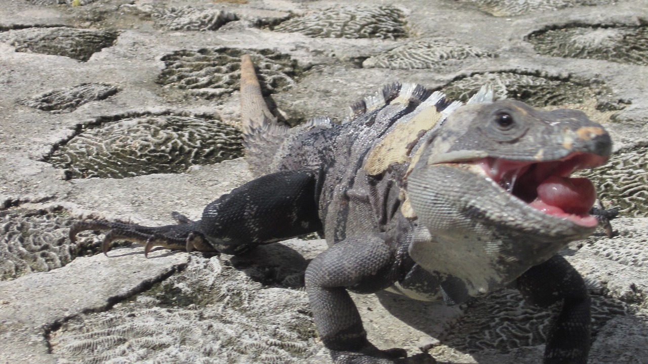 Photo of Others in Akumal