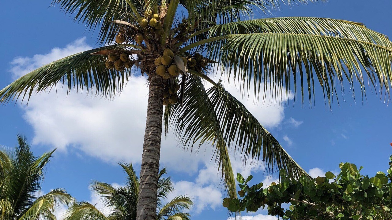 Photo of Others in Cozumel