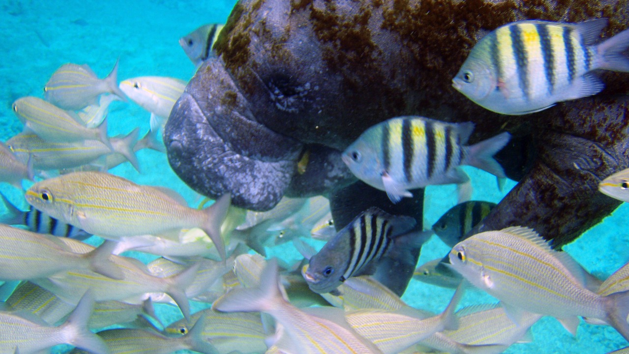 Photo of Others in Costa Maya
