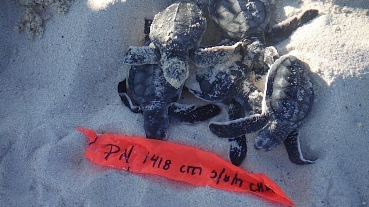 Photo of Others in Costa Maya
