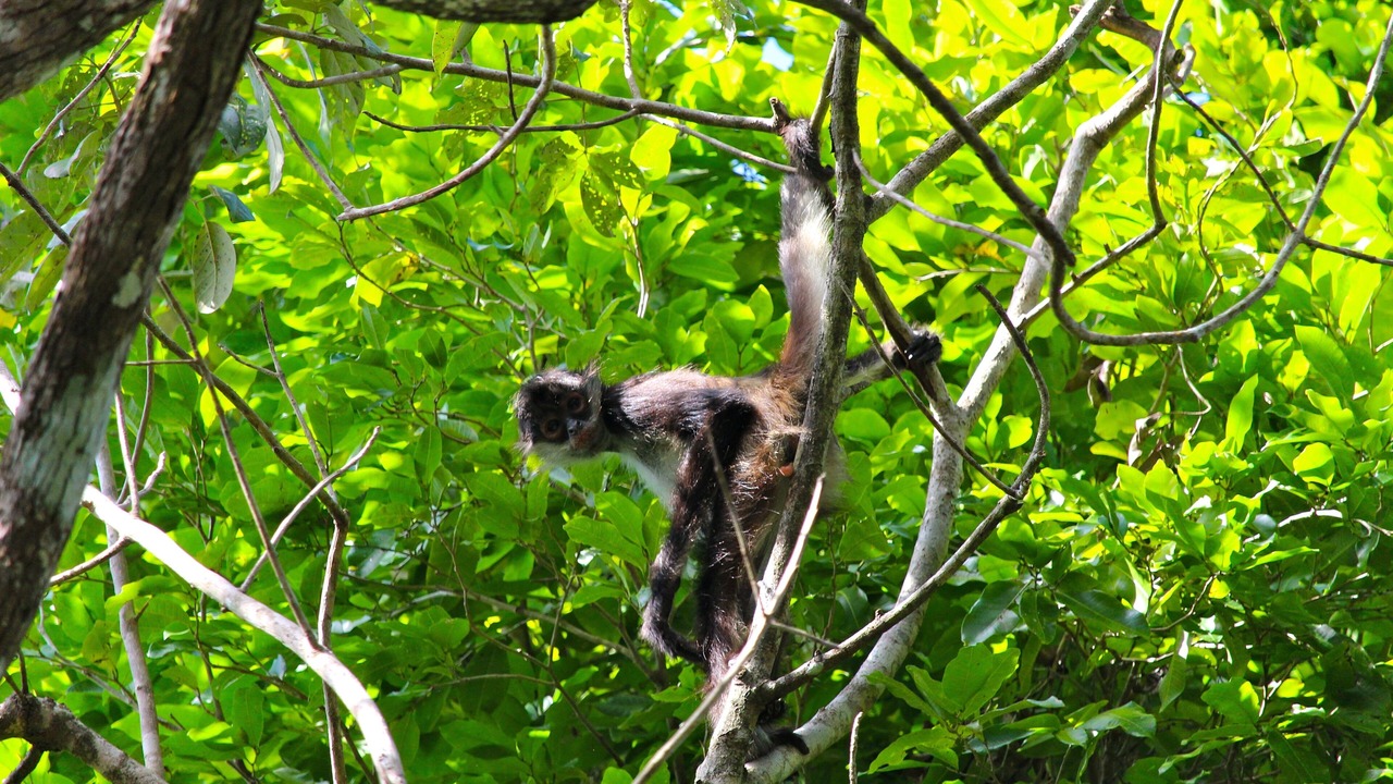 Photo of Others in Tulum