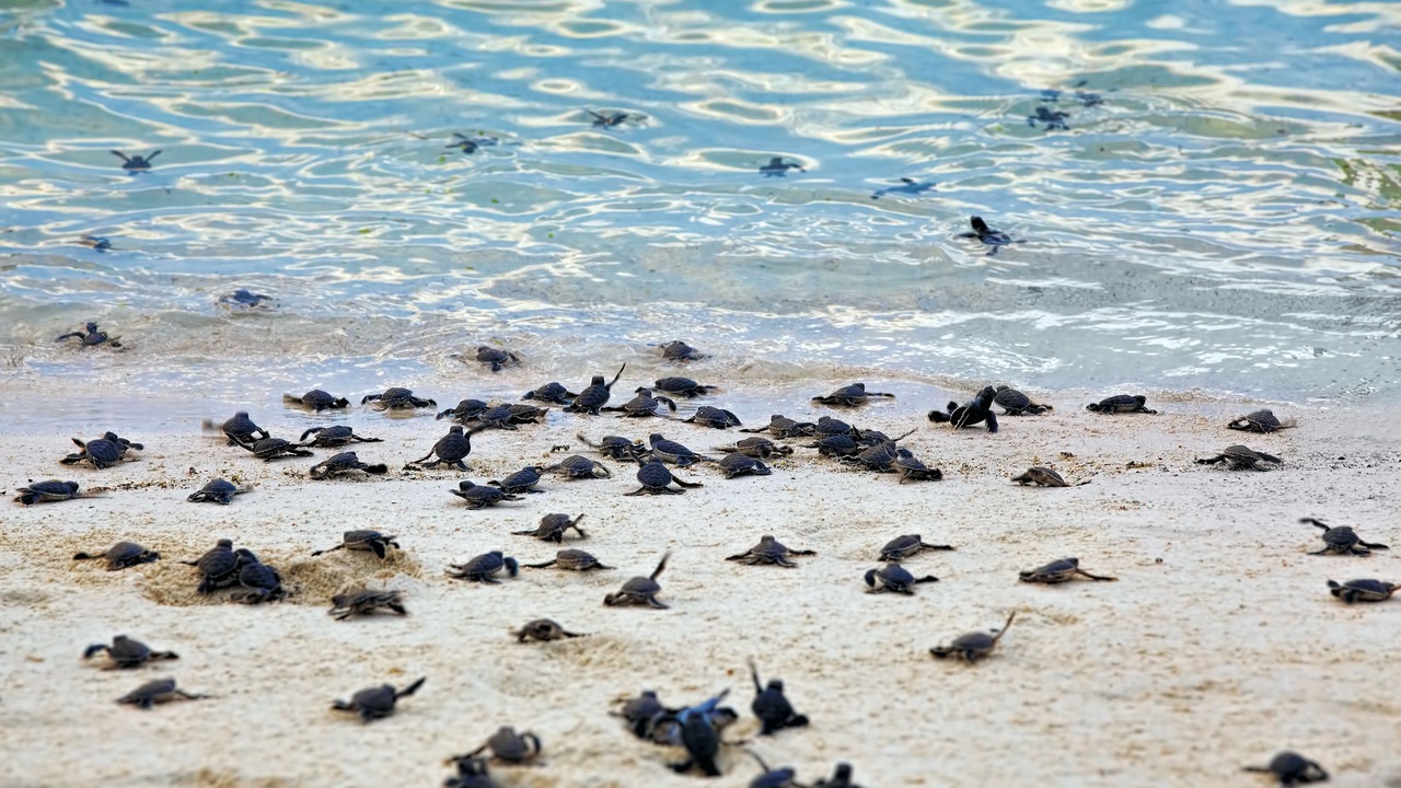 Photo of Others in Akumal