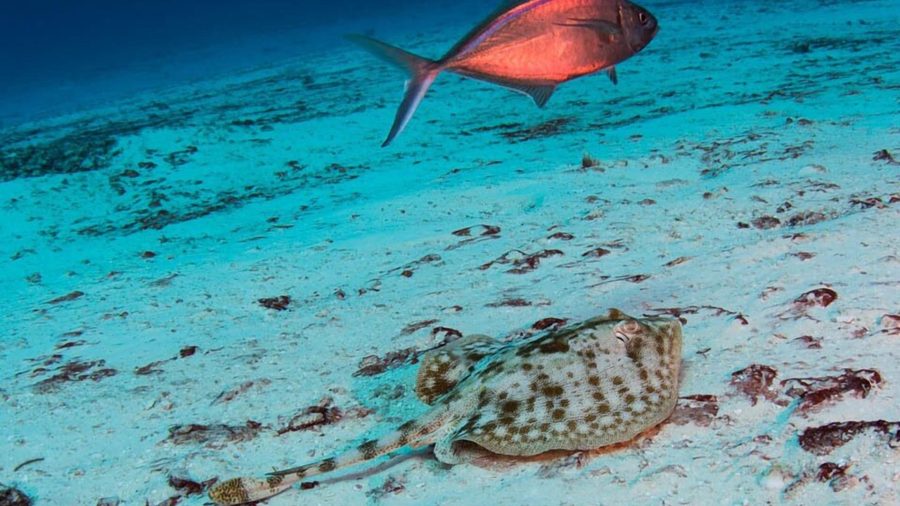 Photo of Others in Cozumel