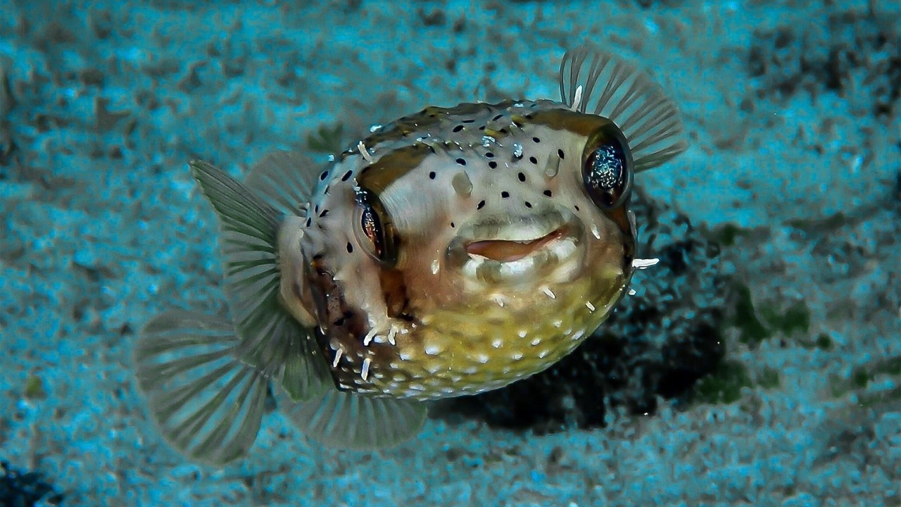 Photo of Others in Cozumel