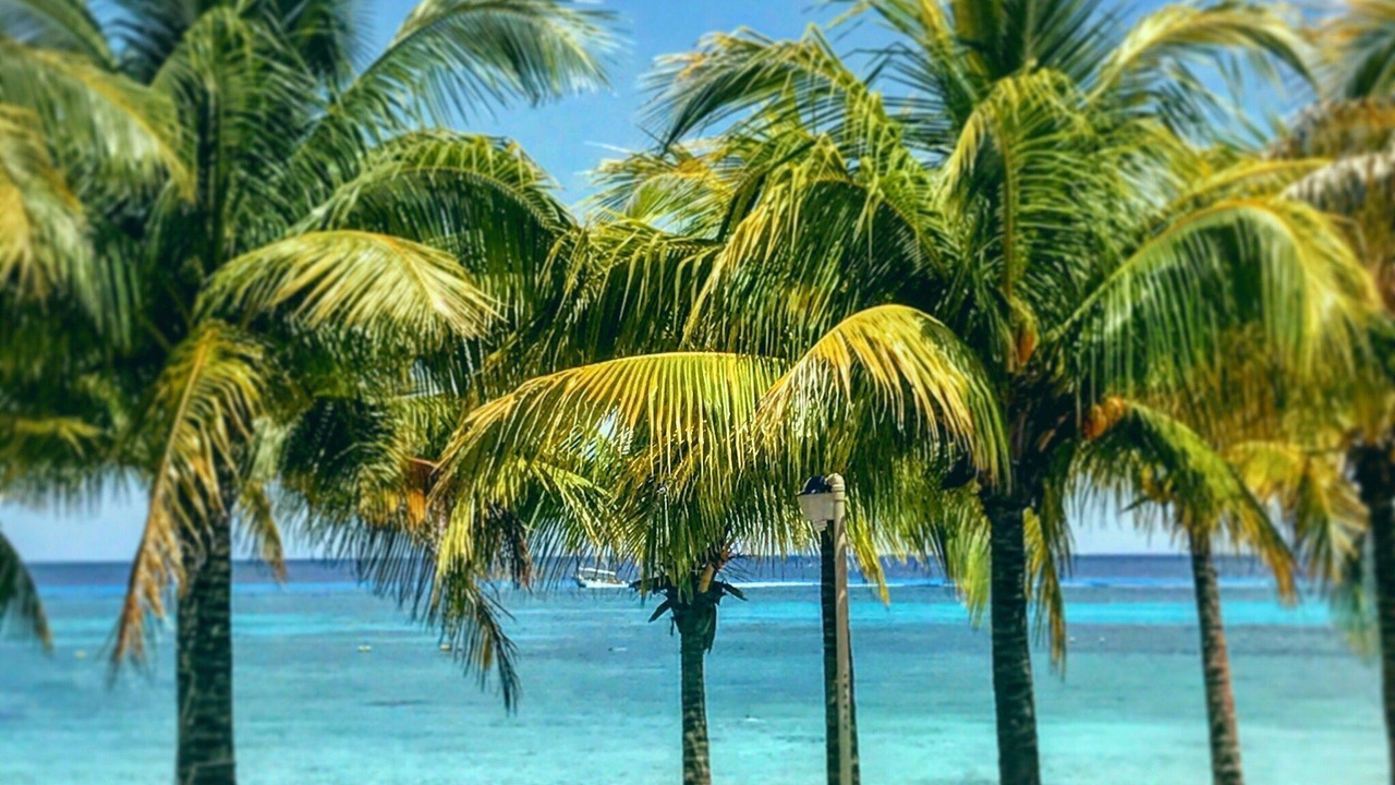 Photo of Others in Cozumel