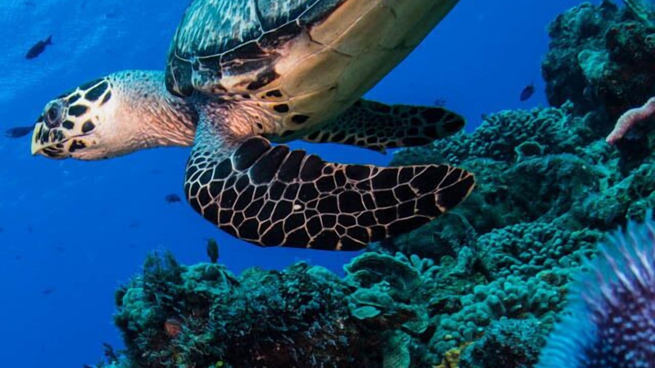 Photo of Others in Cozumel