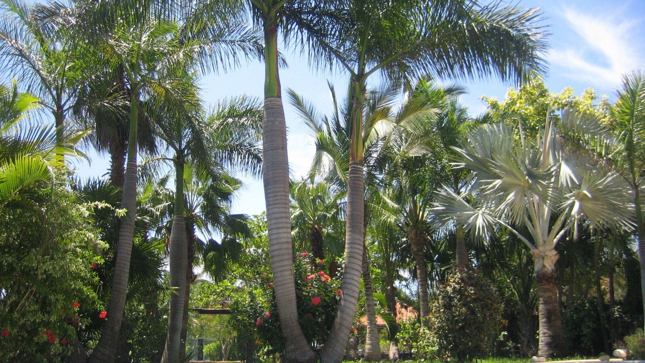 Photo of Outdoor in Maroma