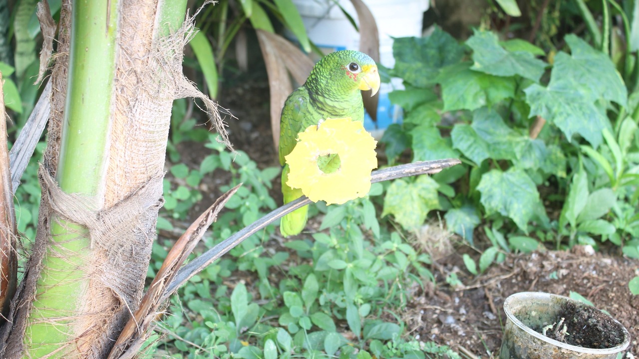 Photo of Outdoor in Villas Tulum