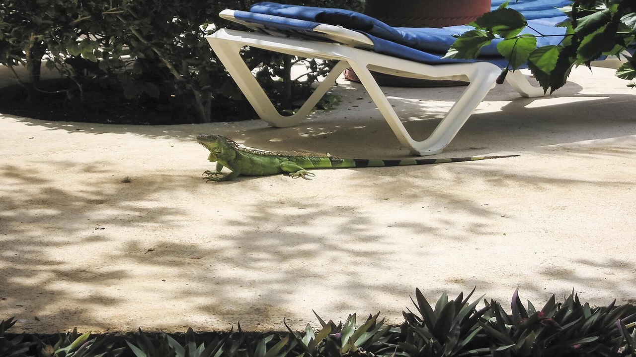 Photo of Outdoor in Playacar