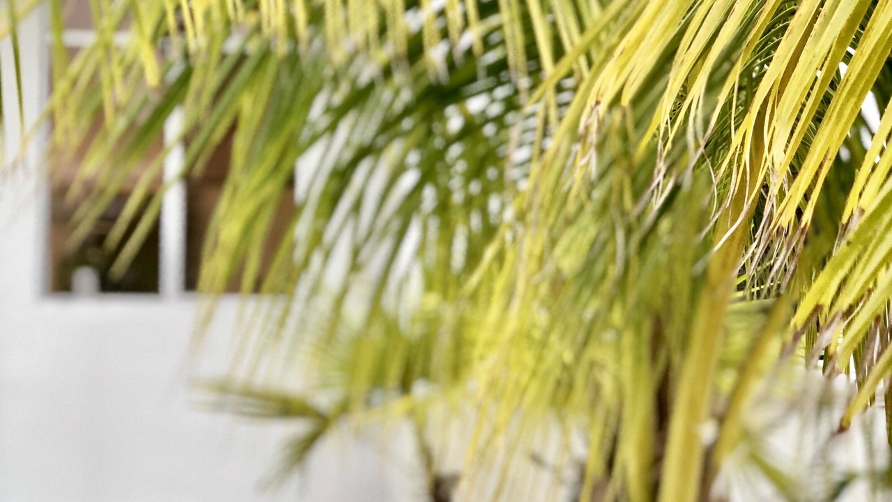 Photo of Outdoor in Puerto Morelos