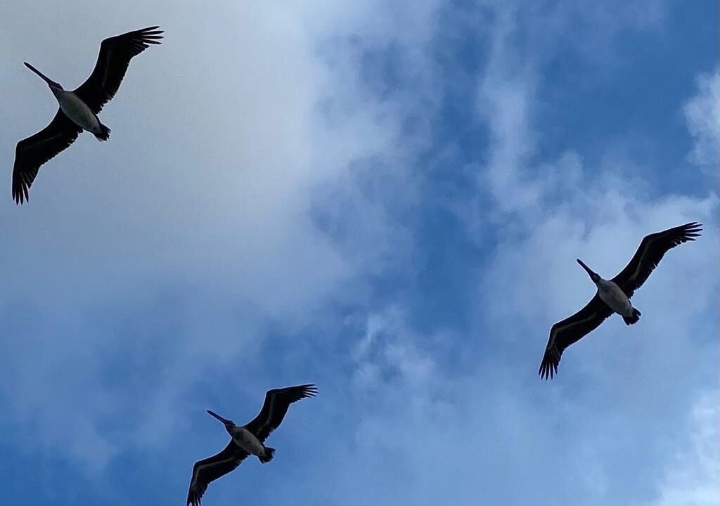 Photo of Others in Puerto Morelos