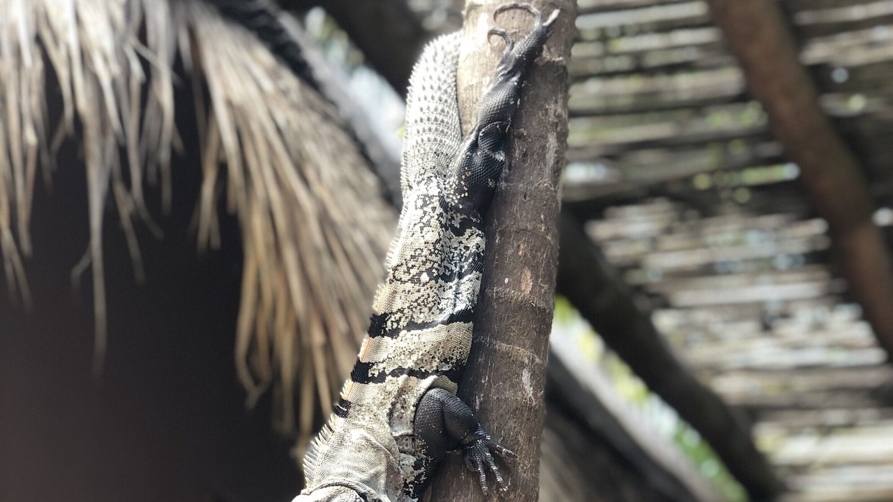 Photo of Others in Chacchoben