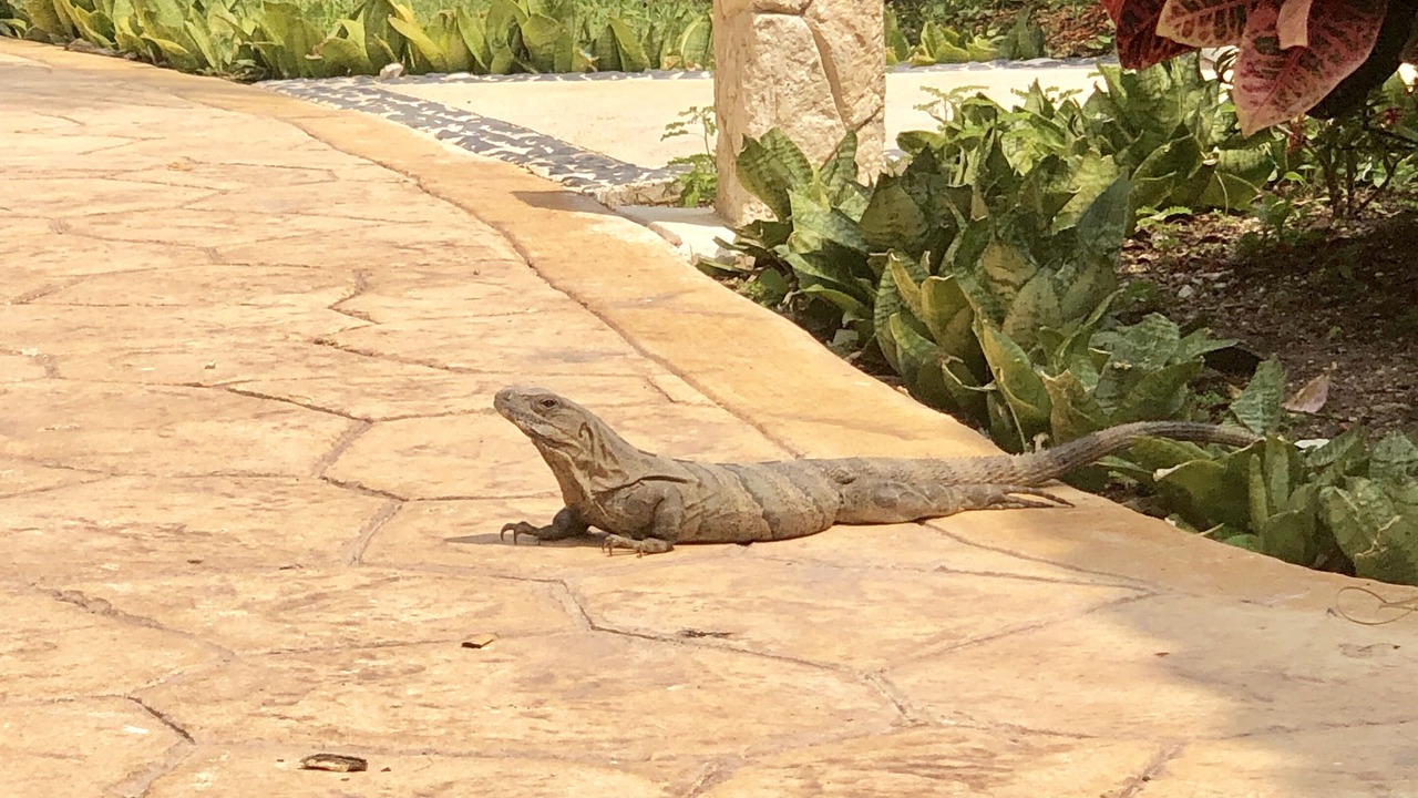 Photo of Outdoor in Puerto Morelos