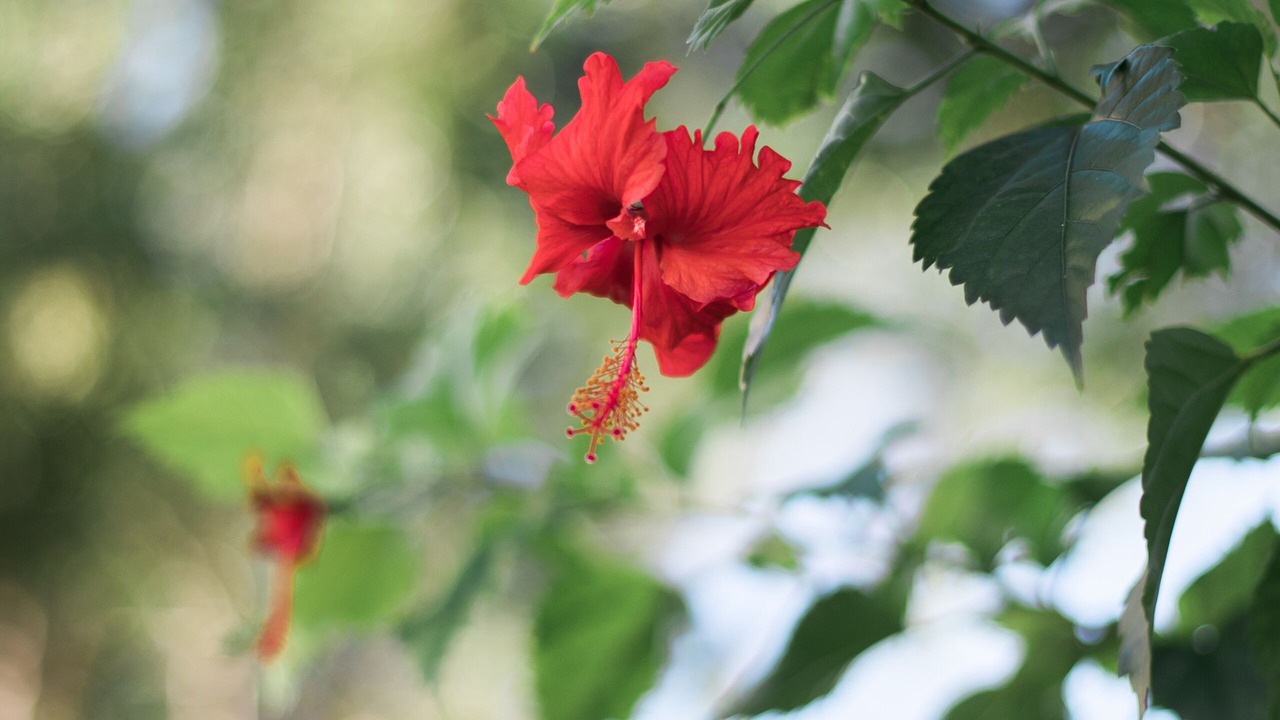 Photo of Outdoor in Cozumel