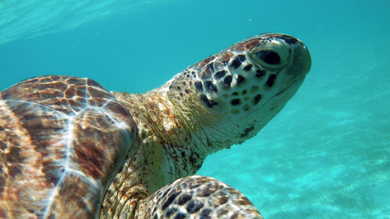 Photo of Others in Akumal