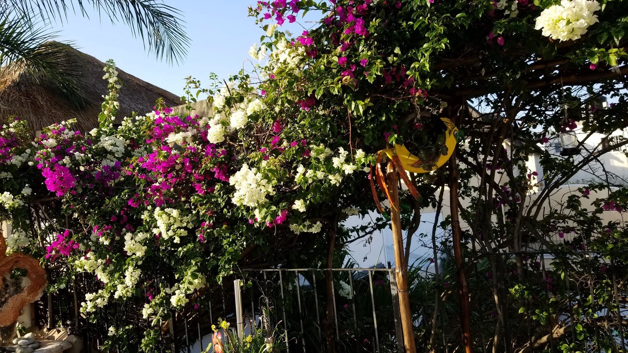 Photo of Outdoor in Colonos Cuzamil