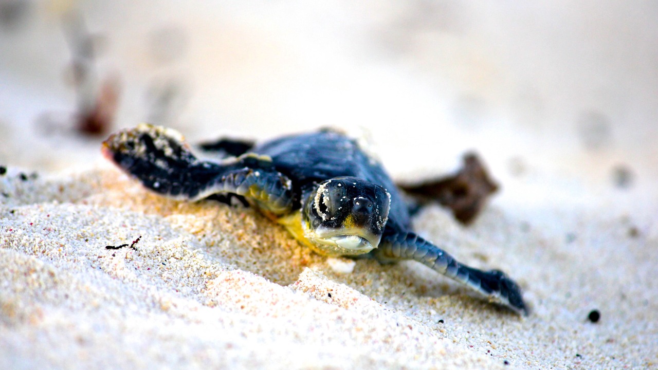 Photo of Others in Cozumel