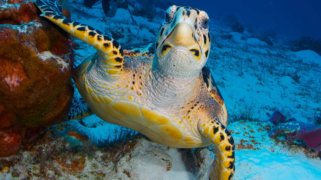 Photo of Others in Cozumel
