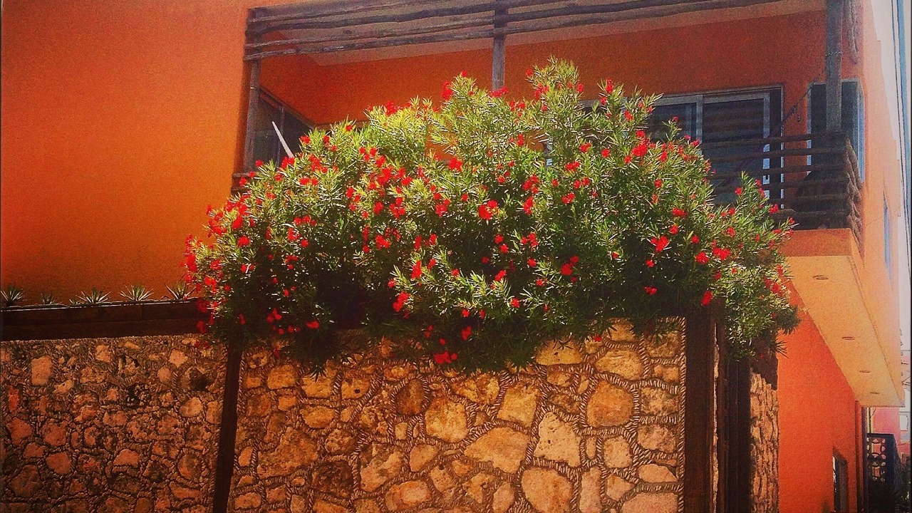 Photo of Outdoor in Centro - Supmza 001
