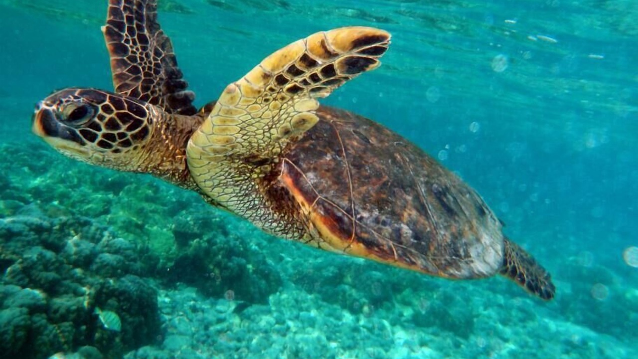 Photo of Others in Akumal