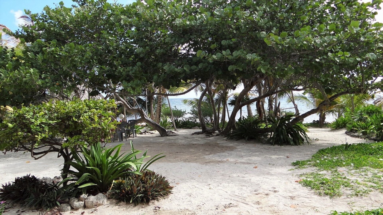 Photo of Others in Mahahual