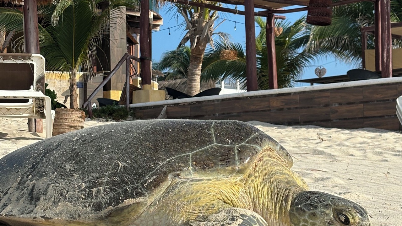 Photo of Others in Playa del Secreto