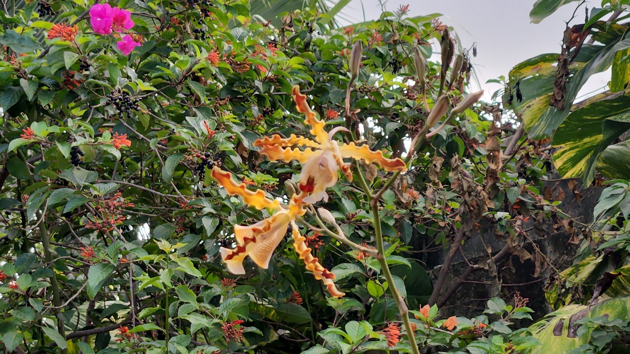 Photo of Outdoor in Colonia Adolfo Lopez Mateos
