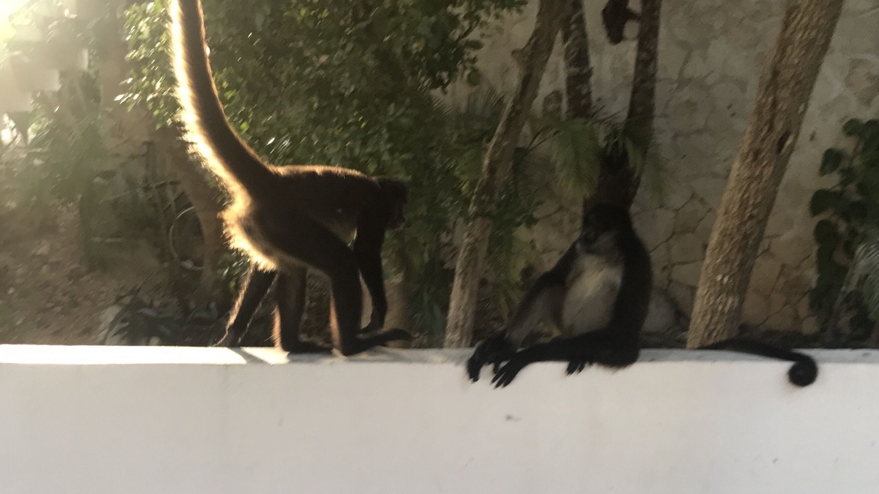 Photo of Others in Akumal