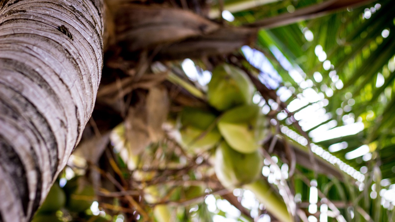 Photo of Others in Akumal