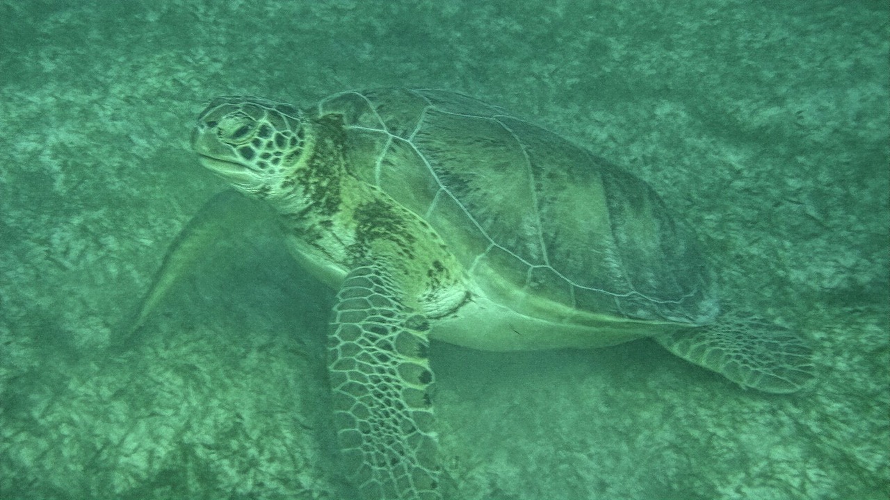 Photo of Outdoor in Majahual