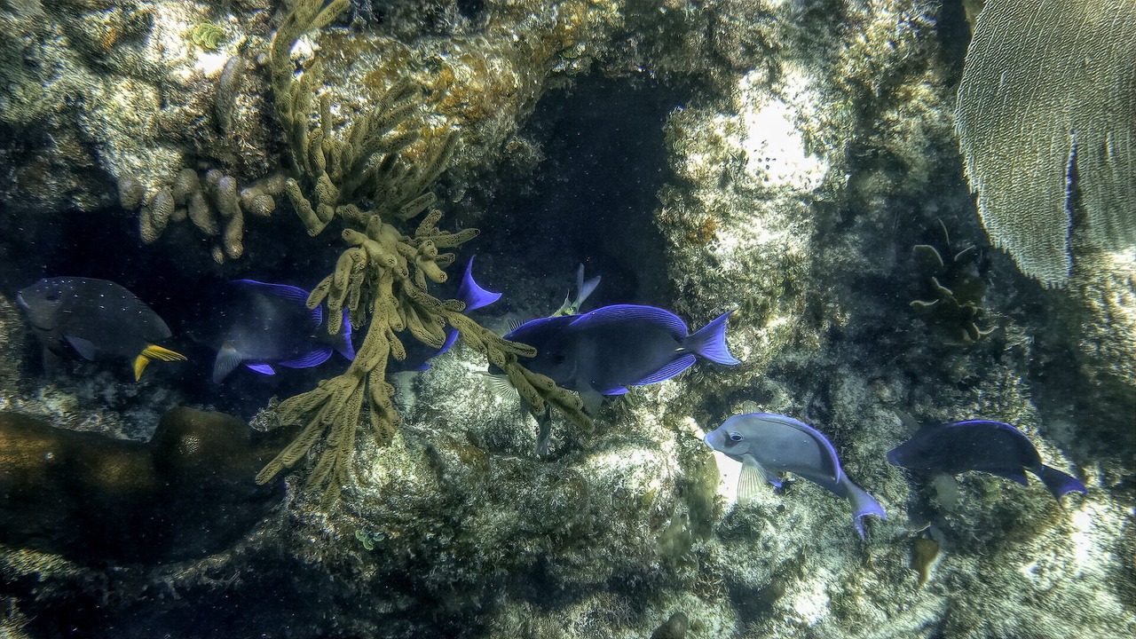 Photo of Outdoor in Majahual
