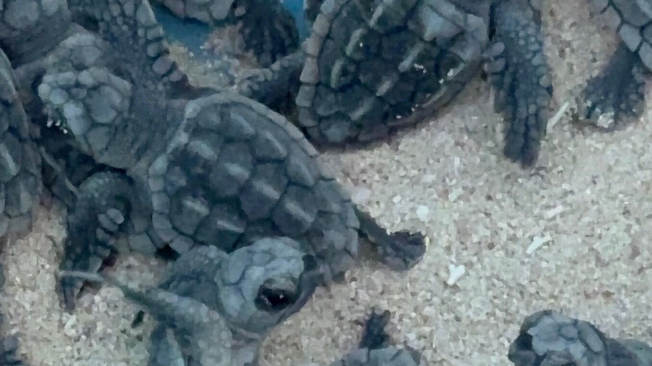Photo of Others in Tulsayab